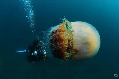 Гигантская медуза цианея